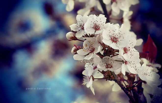 beatiful-dream-colorful-pedro-terrinha-photography